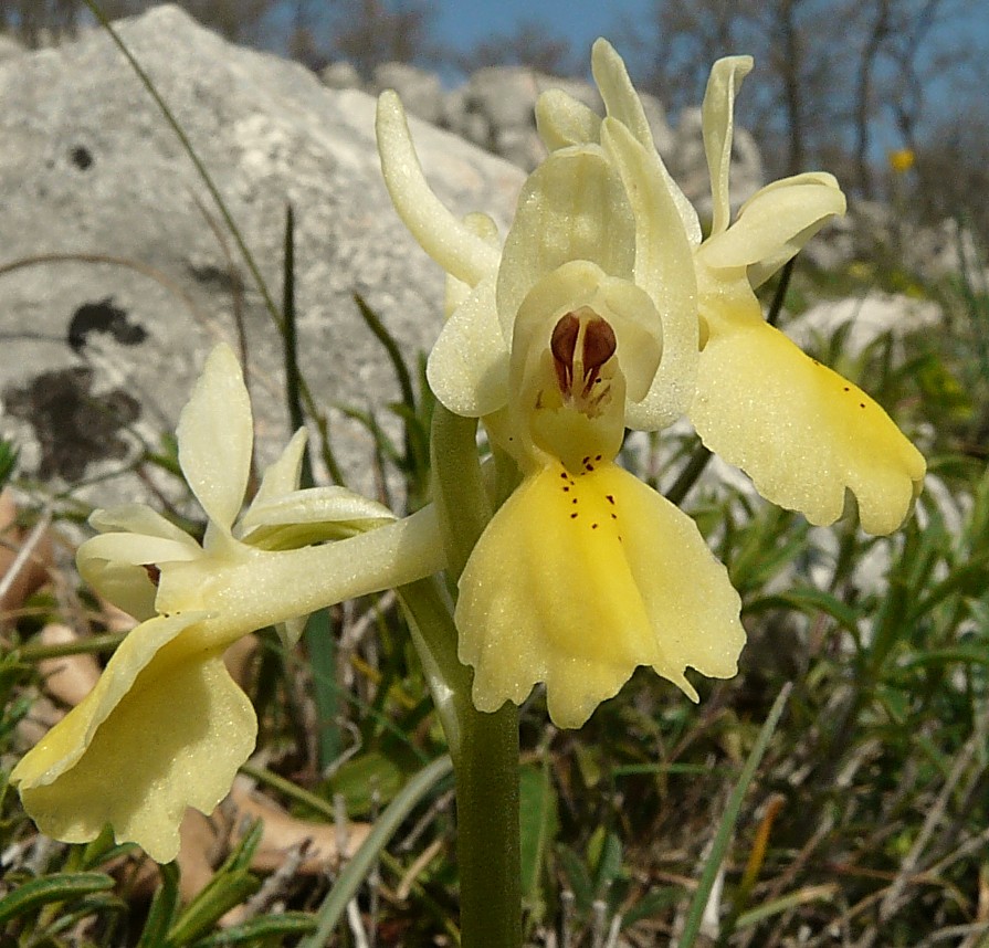 Orchis pauciflora